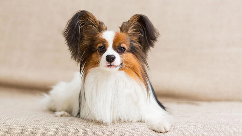 White Brown Black Papillon Dog On Couch Dog, HD wallpaper