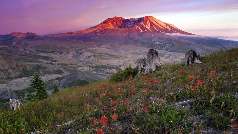 wonderful mountainside landscape, mountains, wildflowers, tree trunks, sunset, valley, HD wallpaper