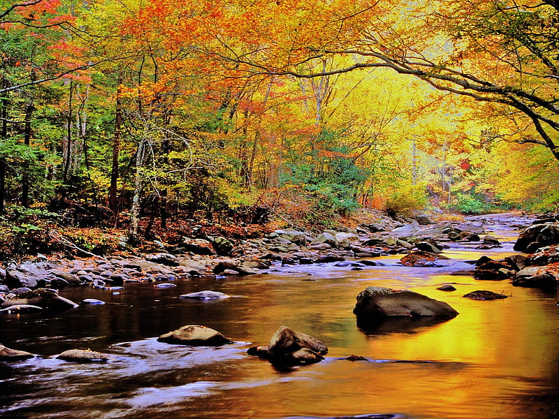 Golden waters, forest, rocks, autumn, sun, golden, colors, reflection ...
