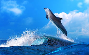 Jumping Dolphin, water, dolphin, reflection, jump, HD wallpaper | Peakpx