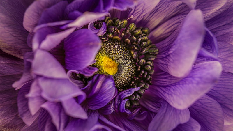 Anemone, purple, macro, texture, yellow, flower, pink, skin, HD wallpaper