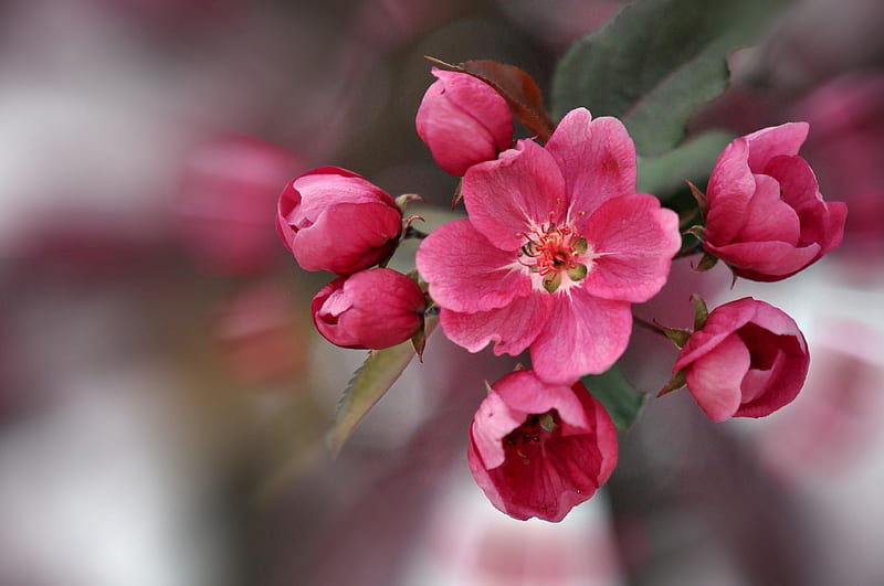 *** Sprig of flowering trees ***, flower, flowers, flowering, nature, spring, HD wallpaper
