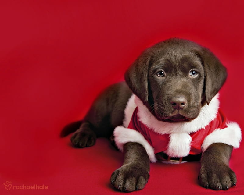 Waiting for Santa, red, craciun, brown, christmas, cute, rachael hale, white, puppy, dog, HD wallpaper
