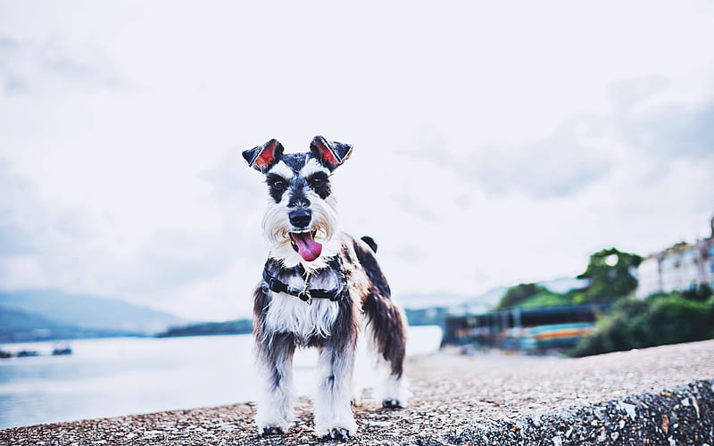 Miniature Schnauzer, coast, cute animals, Schnauzer on a walk, bokeh, pets, gray dog, Miniature Schnauzer Dog, HD wallpaper