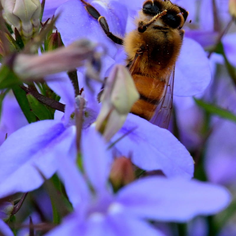 BEEware, bee, honeybees, beware, bee on a flower, HD wallpaper