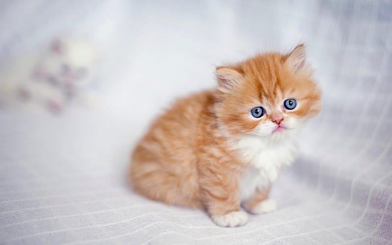 Persian Cat, cute animals, kitten, blue eyes, ginger cat, cats, close-up, domestic cats, pets, ginger Persian Cat, ginger kitten, Persian, HD wallpaper