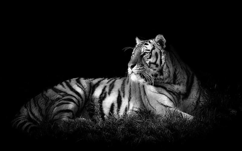 Cats, Tiger, Animal, White Tiger, Black & White, HD wallpaper | Peakpx