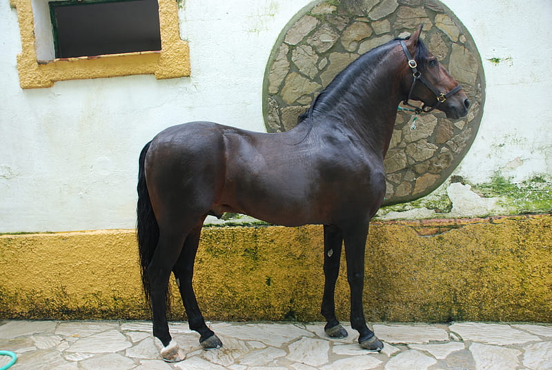 Brown Spaniard, brown, horse, andalusian, spanish, HD wallpaper