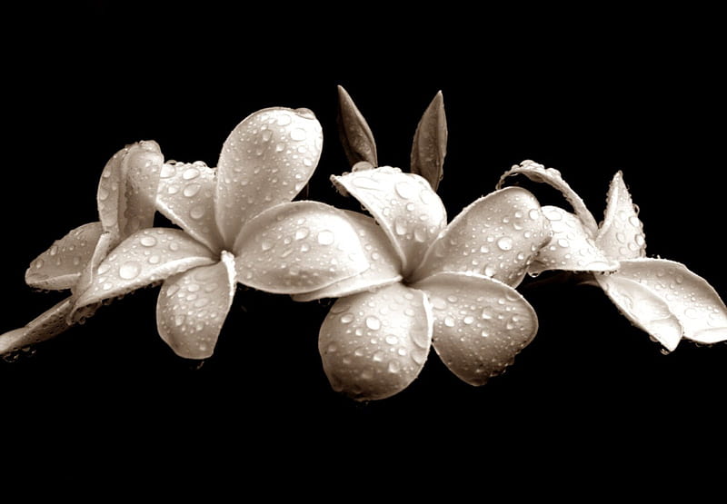 Black and White, flower, simple, nature, plimeria, HD wallpaper | Peakpx