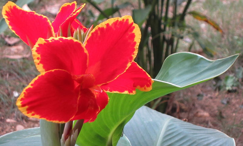 Canna 'Lucifer', mountain, red, flowers, bonito, HD wallpaper