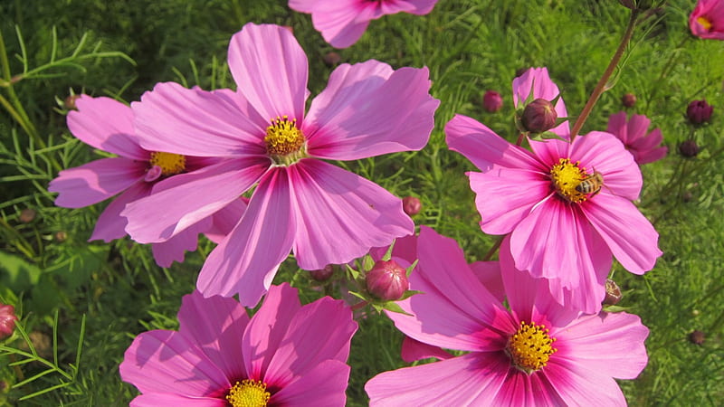 Cosmos flowers, bee, bonito, pink, HD wallpaper