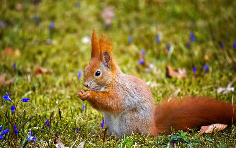 I'm Just Holding It, grass, orange, tail, squirrels, ground, leaves, flowers, day, nature, eyes, fur, field, animals, blue, HD wallpaper