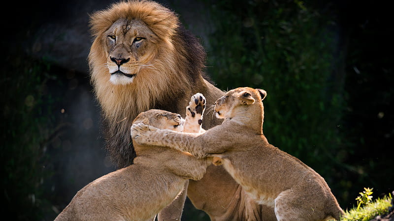 Lion And Playing Cub Lions Lion, HD wallpaper