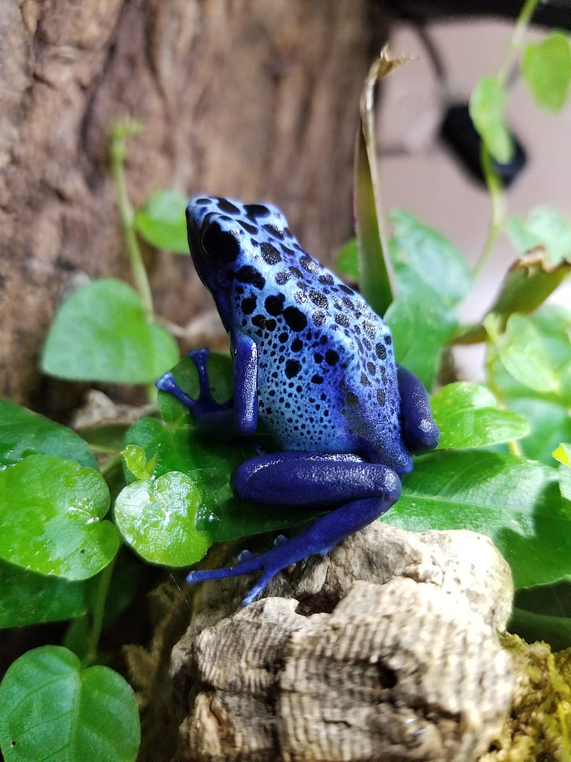 Ribbit, blue, dart, frog, pison, HD phone wallpaper
