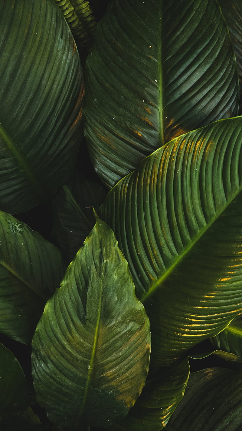 Jungle leaves, forest, green, green leaves, nature, HD phone wallpaper