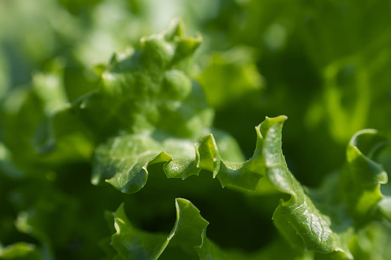 micro graphy of green leaf, HD wallpaper