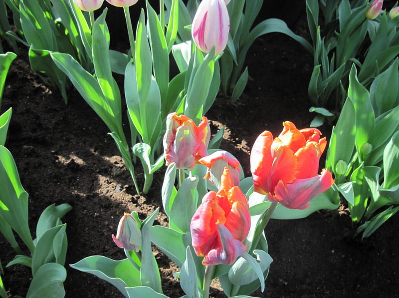 Spring Day in my garden 02, graphy, Garden, green, brown, orange, Flowers, soil, pink, HD wallpaper