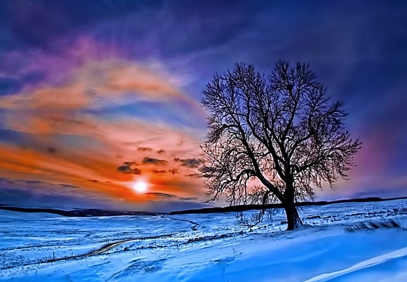 Deep ze, sunset, tree, snow, winter, HD wallpaper