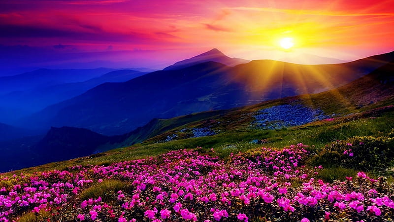 Wake Up To Beauty, sunset, sky, mountains, flowers, beauty, sunrise, Firefox Persona theme, field, meadow, HD wallpaper