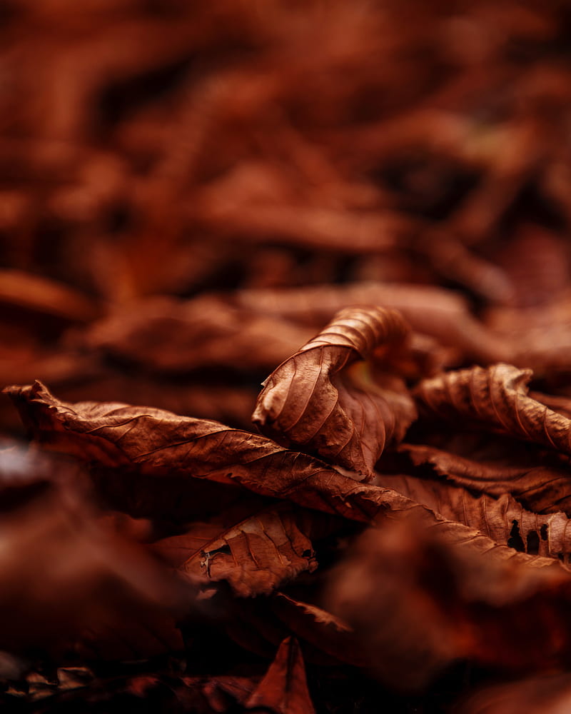 leaves, dry, macro, brown, autumn, HD phone wallpaper
