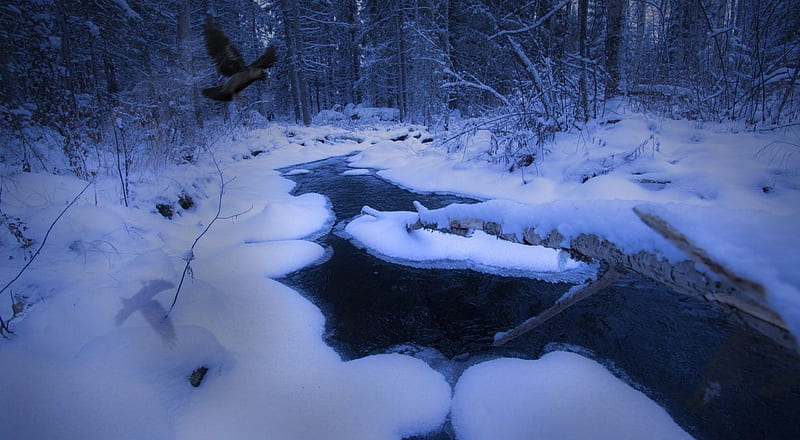 zing stream, winter, scene, landscape, stream, nature, HD wallpaper