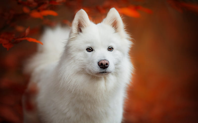 Samoyed, white fluffy dog, autumn, cute animals, dogs, pets, autumn background, HD wallpaper