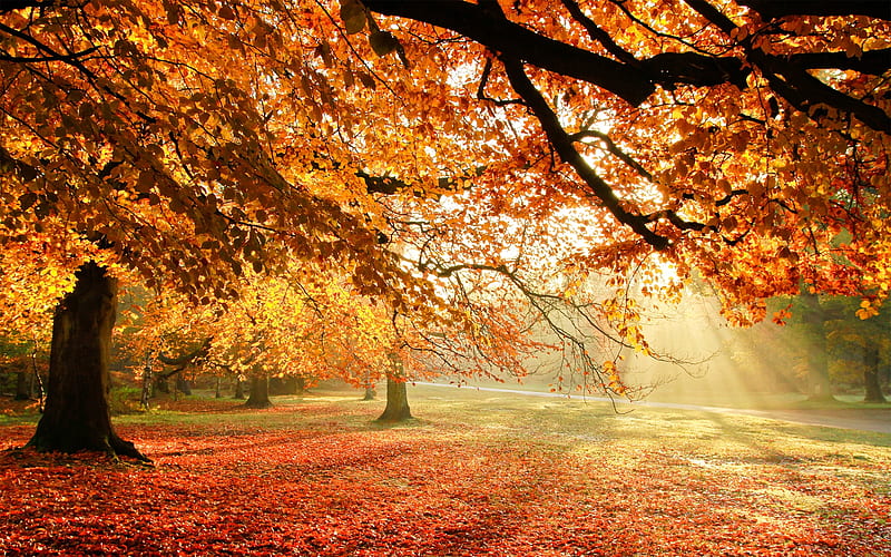 Autumn sunshine, Tree, Branch, Autumn, Twig, Sunshine, Leaf, HD ...