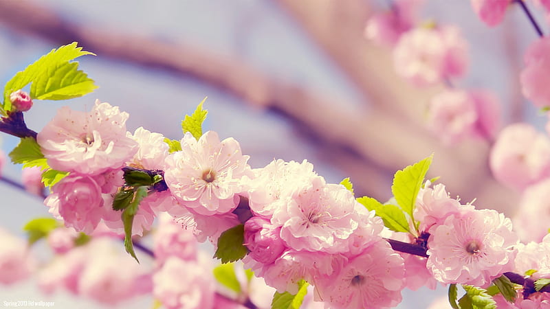 Dark Light Pink Blossom Flowers Tree Branches With Green Leaves Spring Background, HD wallpaper