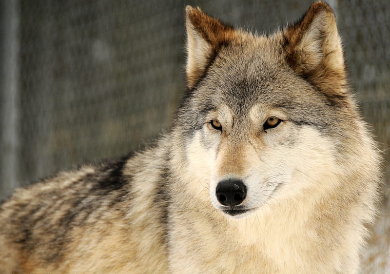 Wolf Portrait, predator, gris, wolves, wolfpark, HD wallpaper