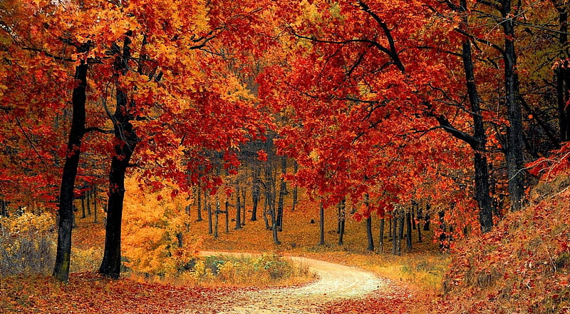 Colors of change, colorful, forest, fall, autumn, colors, trees, foliage, warm colors, path, nature, way, road, wood, scene, landscape, HD wallpaper