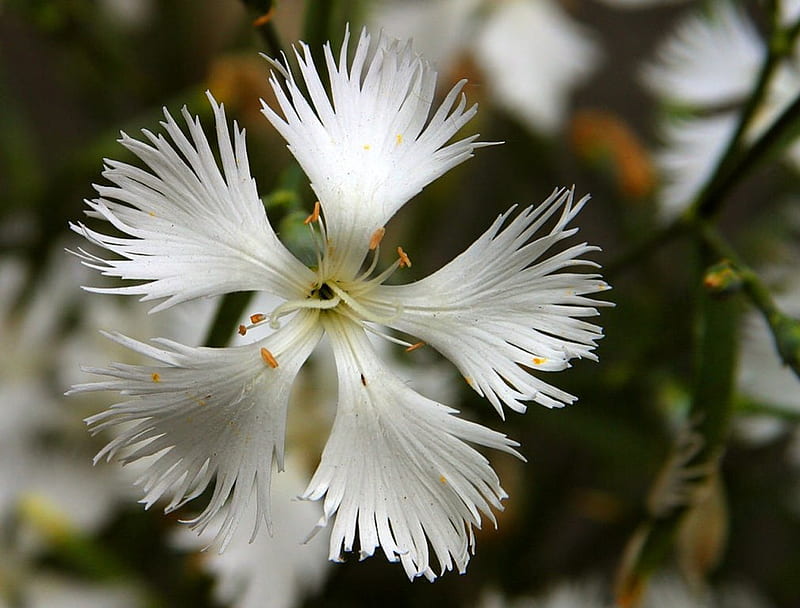 Estrella flor blanca, flores, naturaleza, blanco, estrella, Fondo de pantalla HD | Peakpx Estrella flor blanca, flores, naturaleza, blanco, estrella, Fondo de pantalla HD | Peakpx