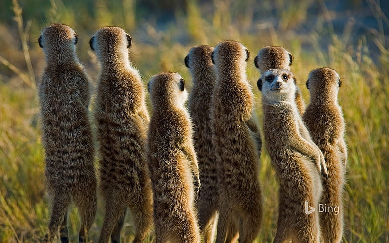 meerkats, bing, best, animals, HD wallpaper