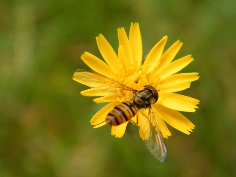 Bee_1, flower, yellow, makro, bee, HD wallpaper