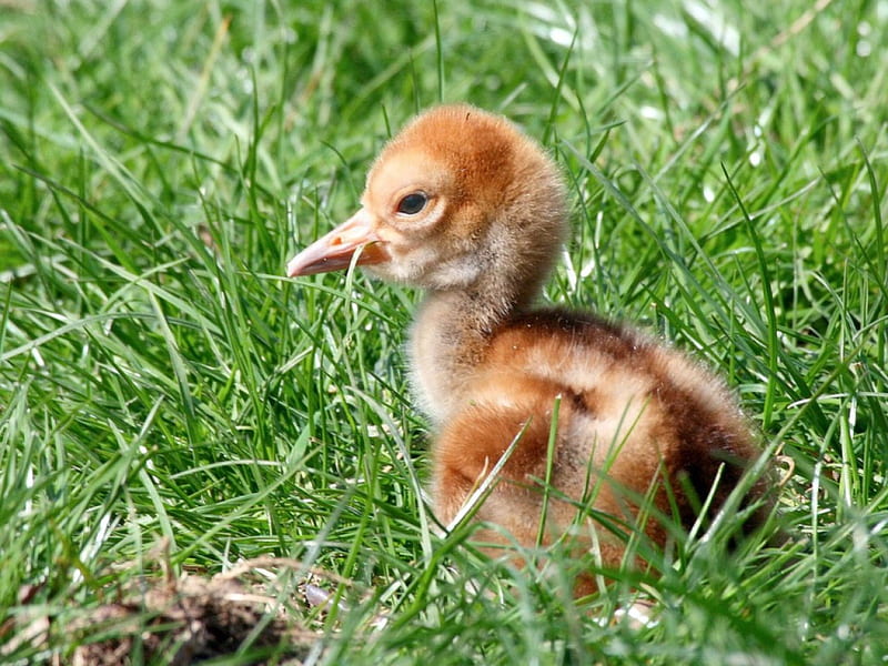 Baby bird, cute, bird, grass, summer, HD wallpaper | Peakpx