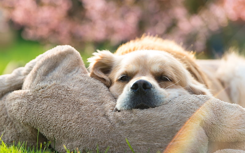Golden Retriever, towel, bokeh, close-up, cute dog, dogs, pets, labrador, Golden Retriever Dog, HD wallpaper