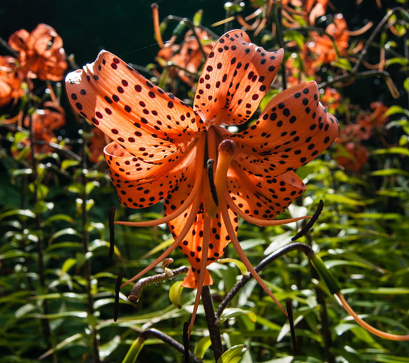 Lirio tigre, flor, Fondo de pantalla HD | Peakpx