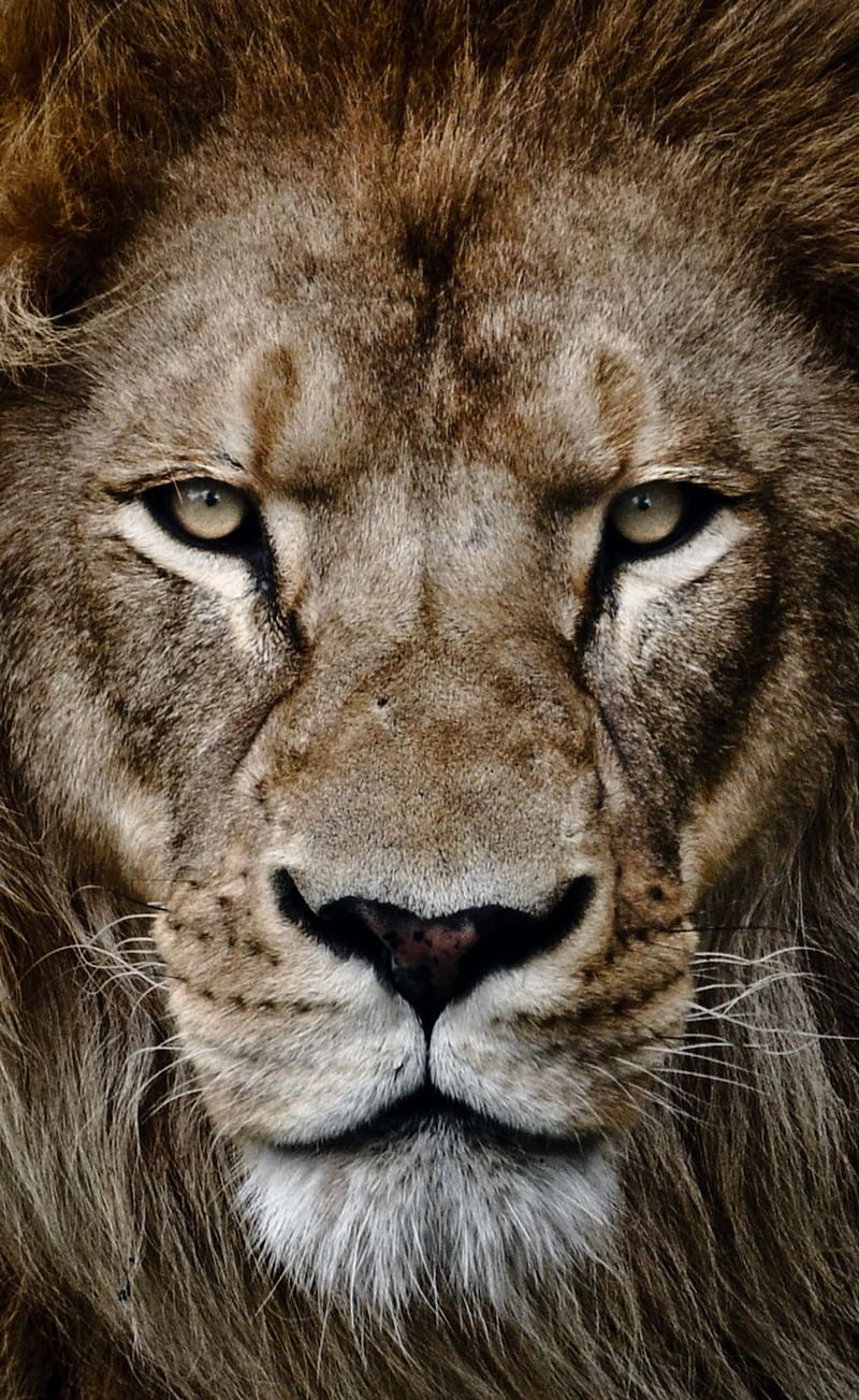 lion, animal, face, king, lions, wild, HD phone wallpaper