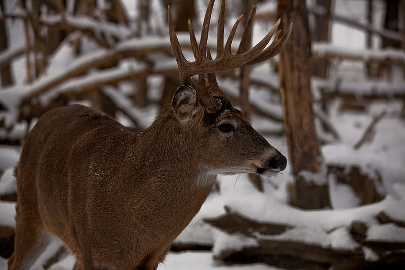White Tailed Buck, antlers, fawn, bucks, doe, snow, nature, animals, deer, HD wallpaper