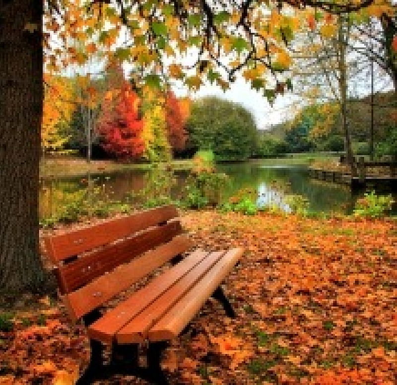 Bench by the Pond, Pond, Bench, Autumn, Nature, HD wallpaper | Peakpx