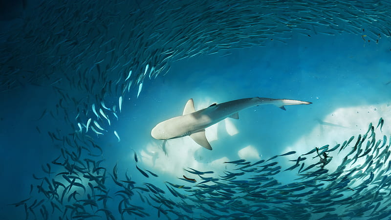 White Shark Schooling Of Small Fishes Sea Underwater Shark, HD wallpaper