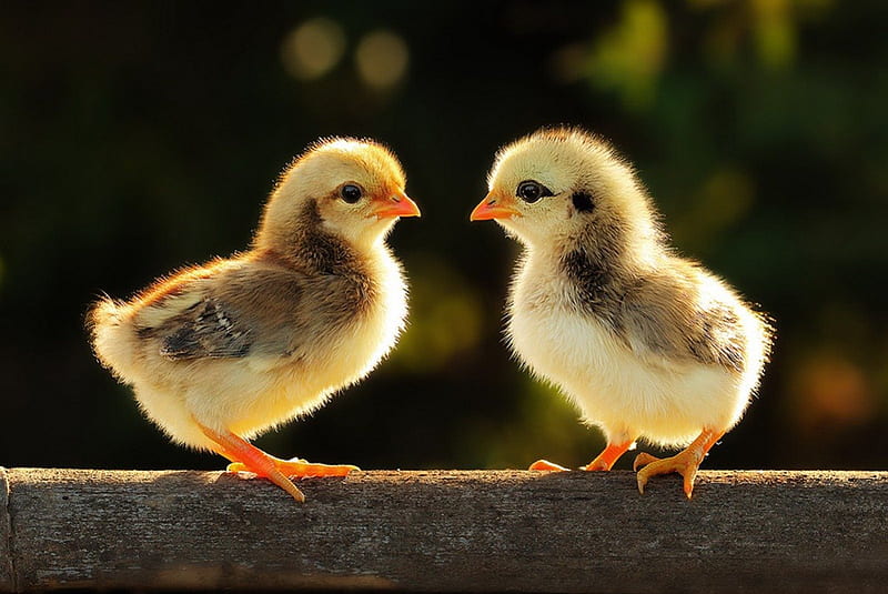 Adorable chickens, playing, yellow, adorable, animal, sweet, cute, two,  bird, HD wallpaper | Peakpx