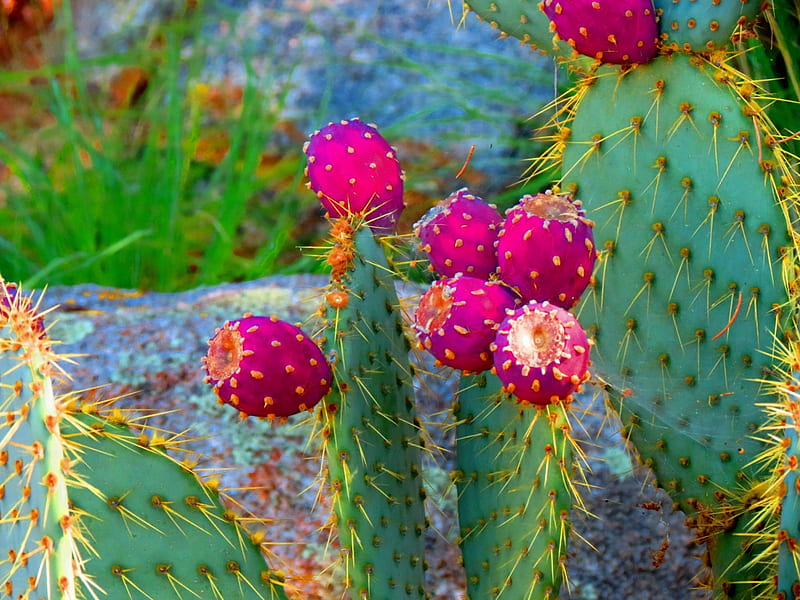 Blooming Cactus, flower, cactus, blooming, ehanced, HD wallpaper