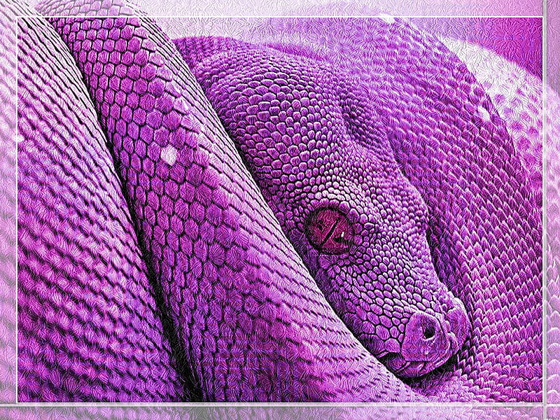 Purple Tree Python, purple, python, animal, reptile, snake, HD wallpaper