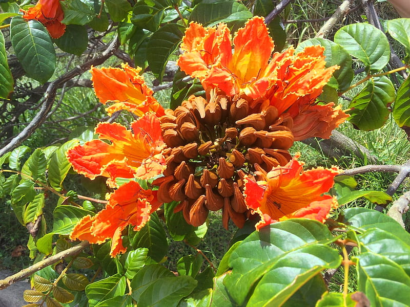 African Tulip Blossom, Bignoniaceae family, Green leaves, nature, pods, orange blossom, Flower, Pretty, orange, Outside, Spathodea Genus, Big flower, seed pods, Flame Tree blossom, Outdoors, large pods, Spathodea campanulata species, African Tulip Tree, tree, 5 petals, Petals, HD wallpaper