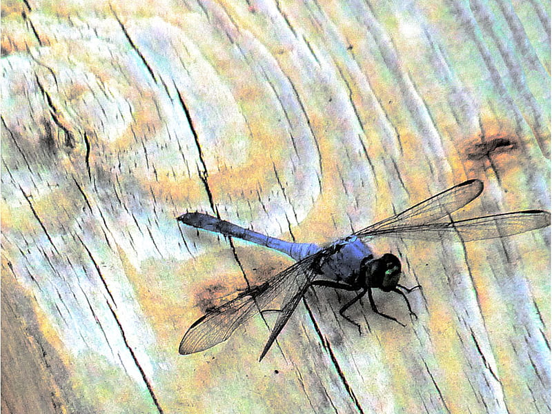 Colorful dragonfly, board, wings, dragonfly, irridescent, wood, blue, HD wallpaper