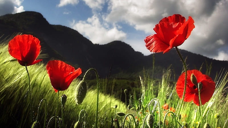 Poppies and Mountains, poppies, flower, nature, clouds, sky, mountins, HD wallpaper