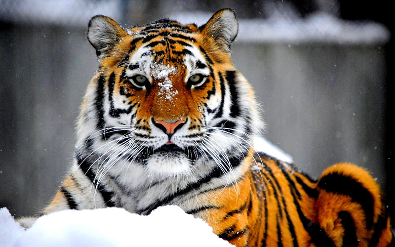 ROYAL BEAUTY, predator, the Siberian tiger, tiger, wild cat, HD wallpaper