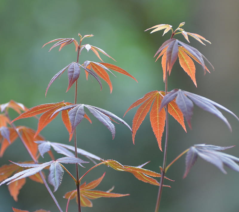 Japanese Maple 9, beauty, gorgeous, japanese maple, nature, trees, HD wallpaper