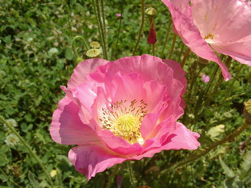 Pink poppy, priceless, pink, HD wallpaper | Peakpx