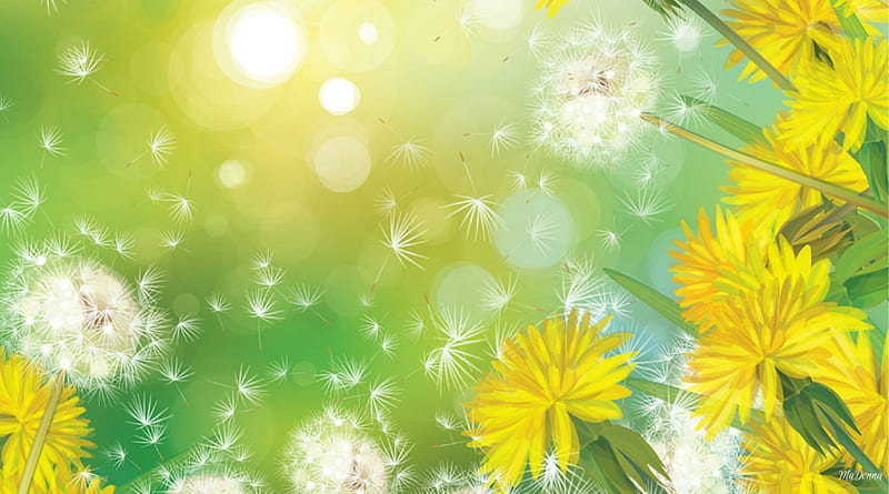 Dandelion's Fluff, glow, dandelions, shine, yellow, sparkle, seeds, green, flowers, weeds, fluff, HD wallpaper